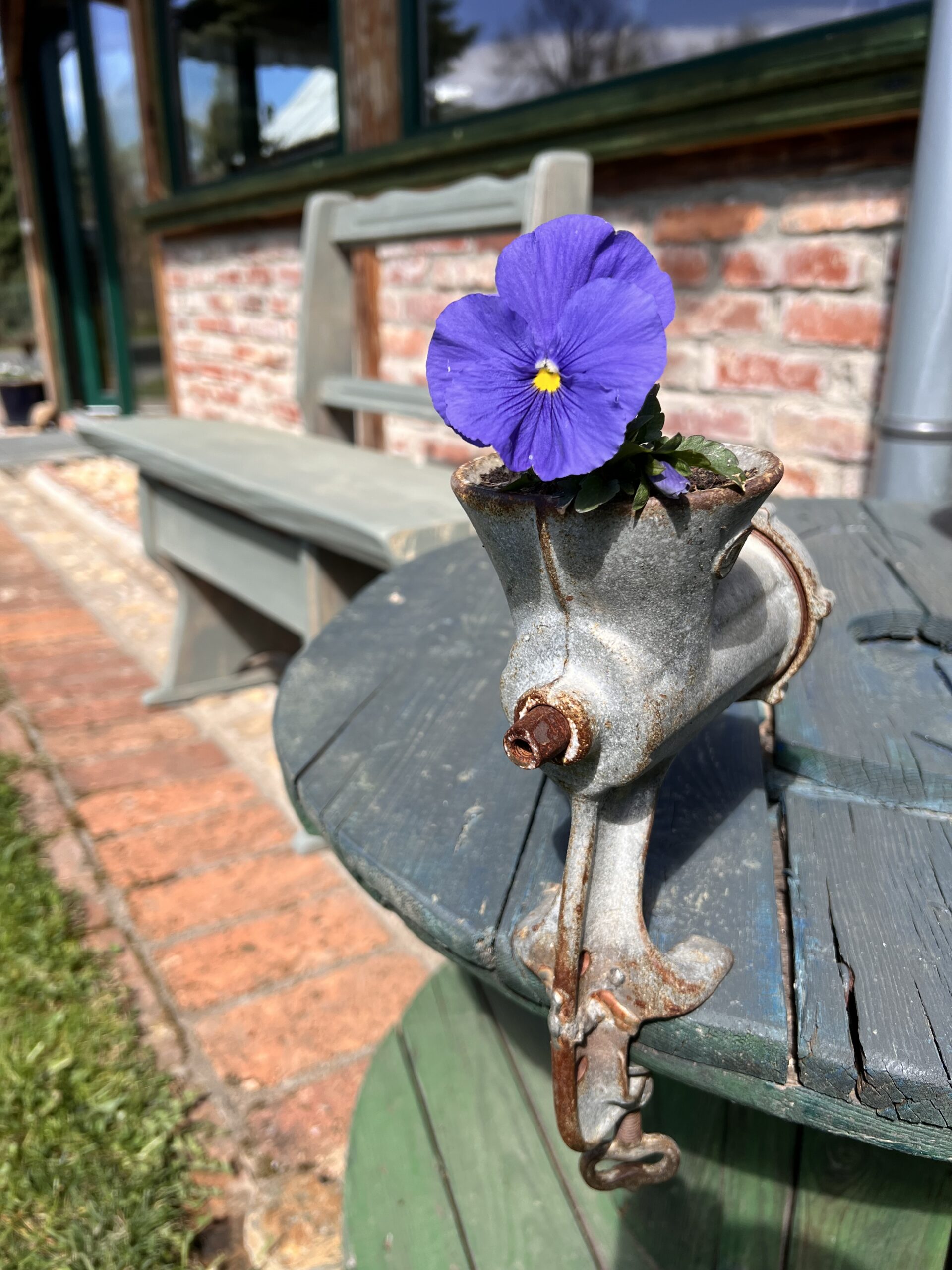 Fioletowy bratek w starej maszynce do mięsa