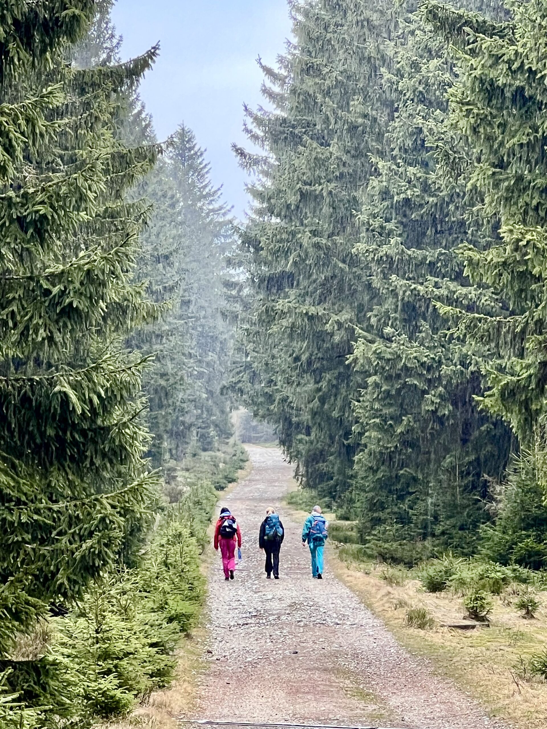 Trzy osoby na leśnej drodze w deszczu