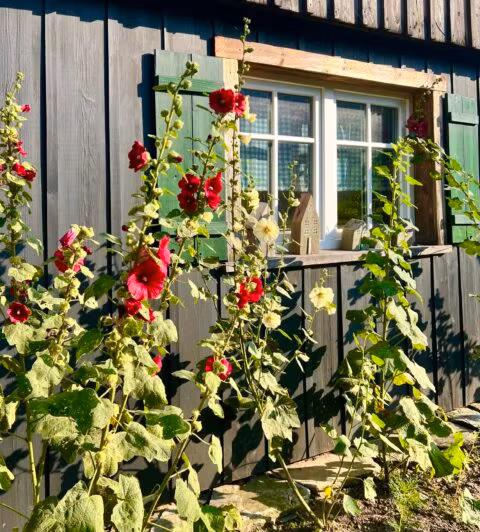 Czerwone malwy przed drewnianym domem.
